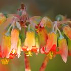 cotyledon orbiculata ~ pigs ears