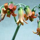 Cotyledon undulata