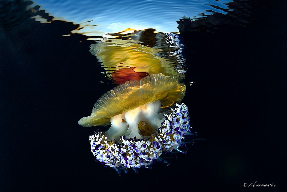 Cotylorhiza al tramonto 