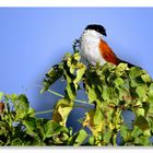 Coucal du Sénégal