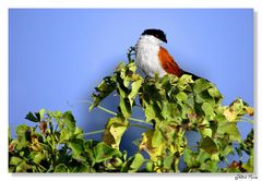 Coucal du Sénégal