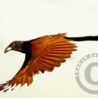 Coucal in Flight