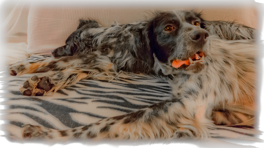 Hund Im Glück