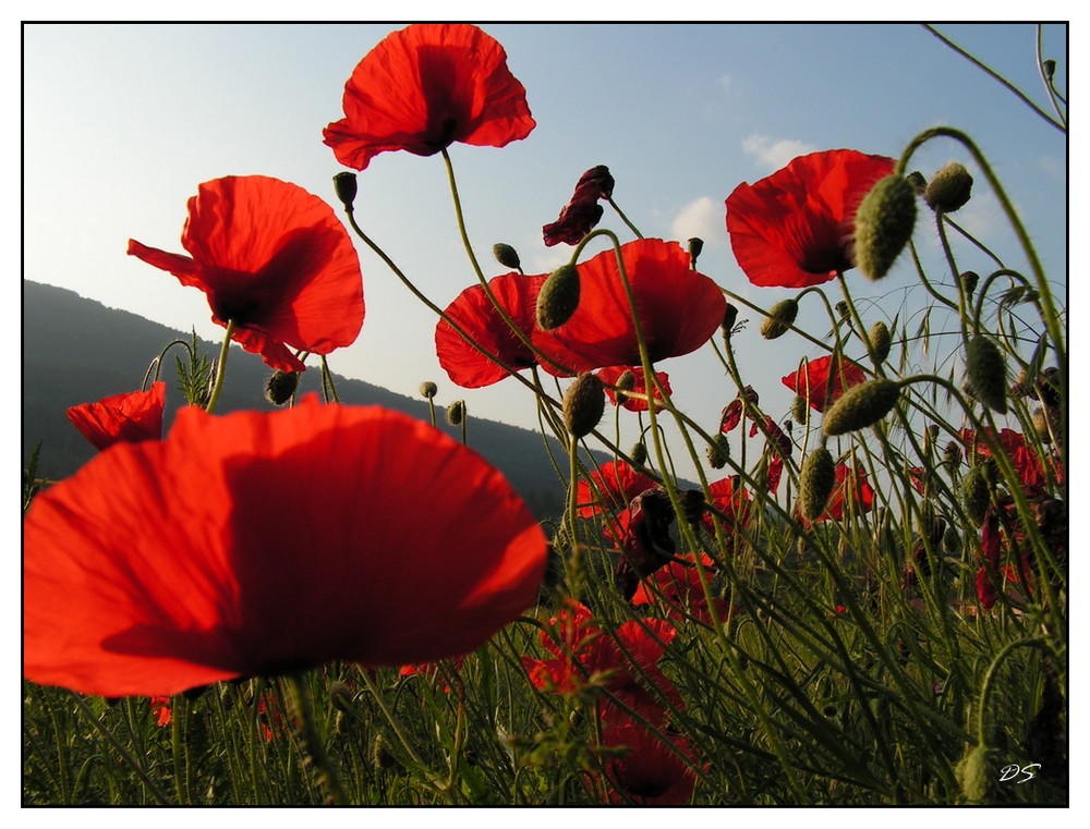 Couché dans les coquelicots