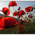 Couché dans les coquelicots