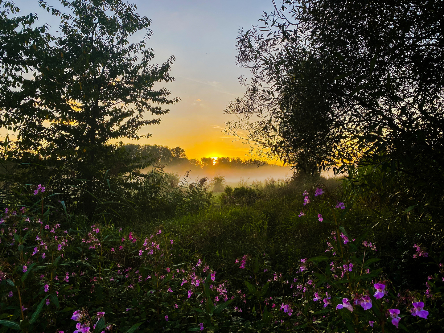 Couché de soleil Alsacien 