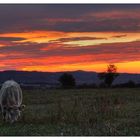 Couché de soleil automnal