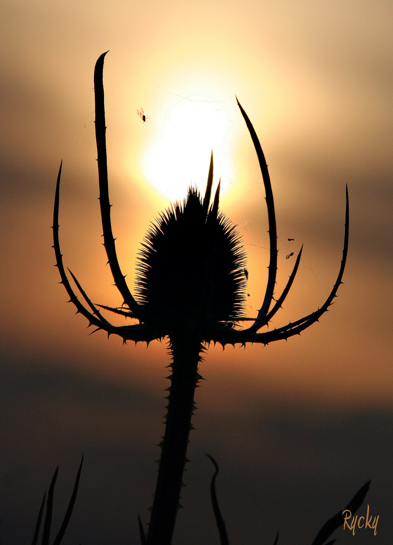 couché de soleil...