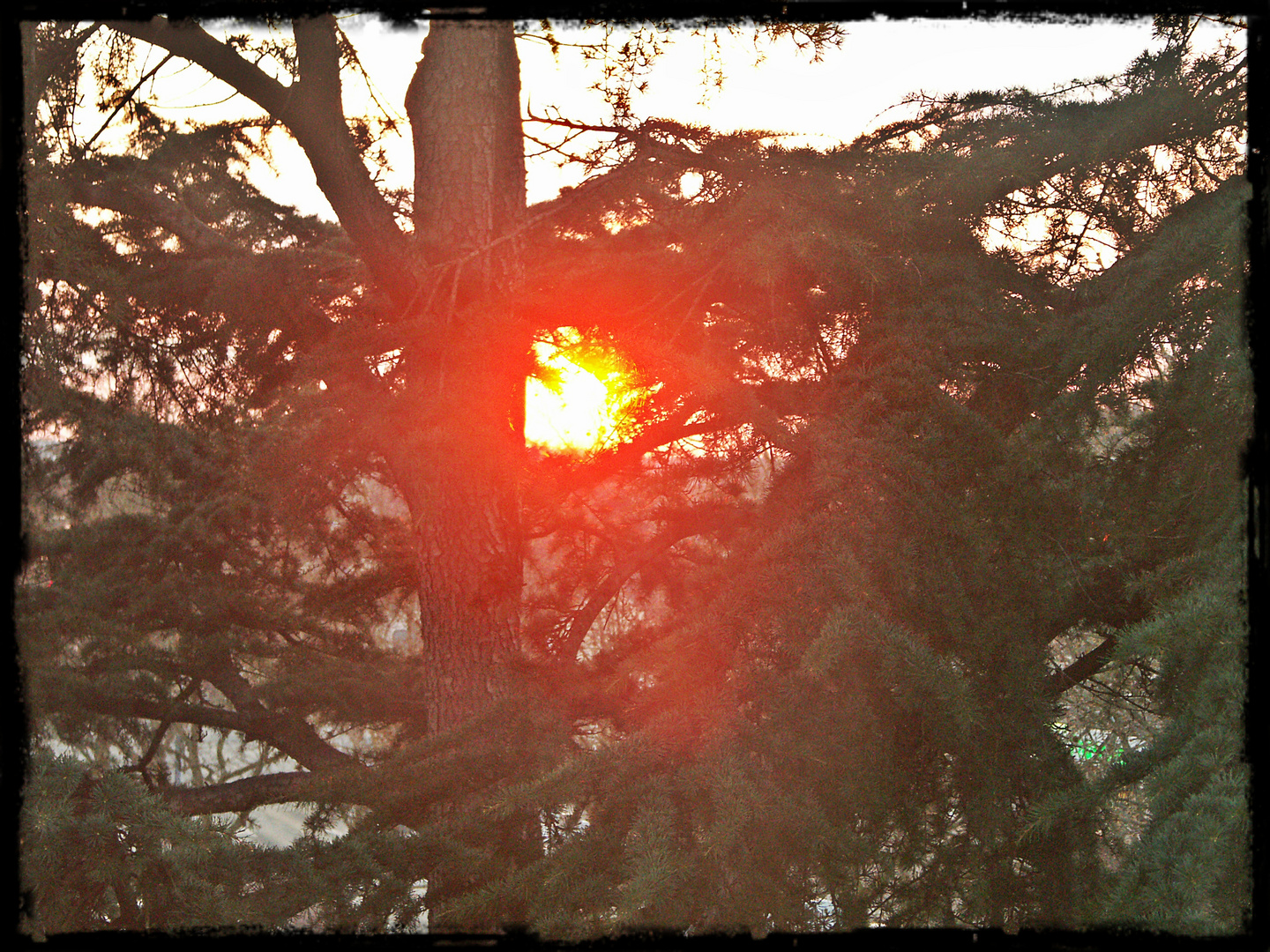 Couché de soleil dans les arbres angevins