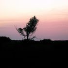 couché de soleil dans les dunes