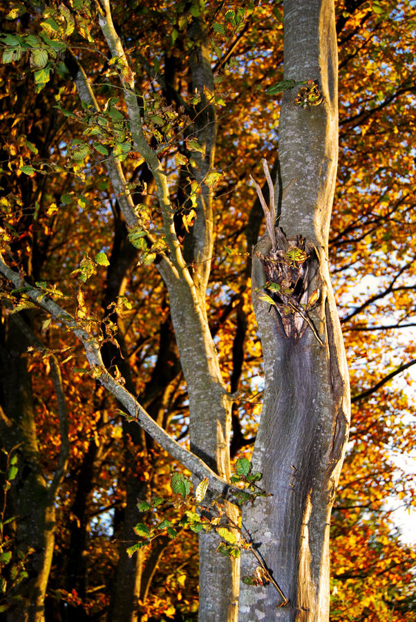 Couché de soleil d'automne