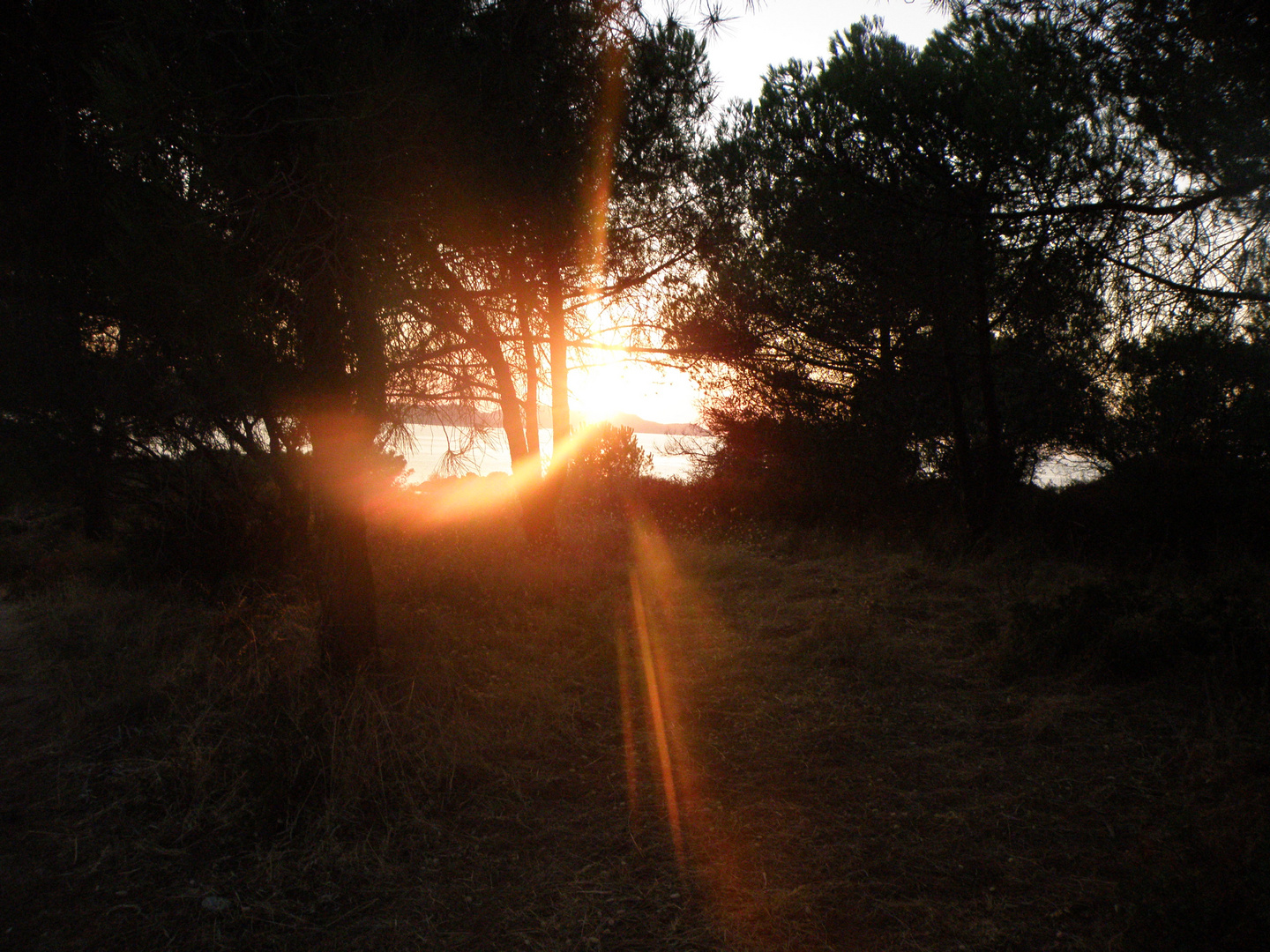 Couché de soleil entre les arbres