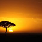 Couché de soleil - Masai Mara / Kenya