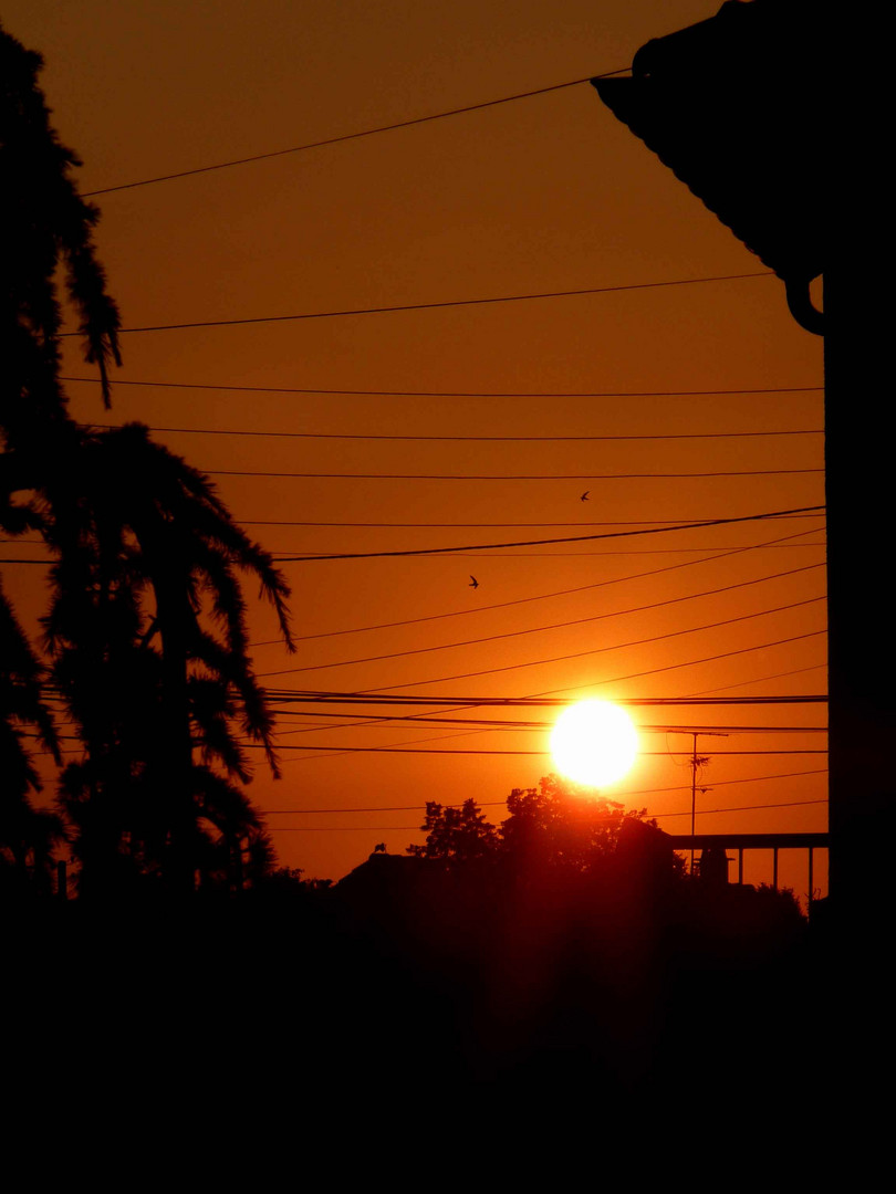 Couché de soleil oiseaux