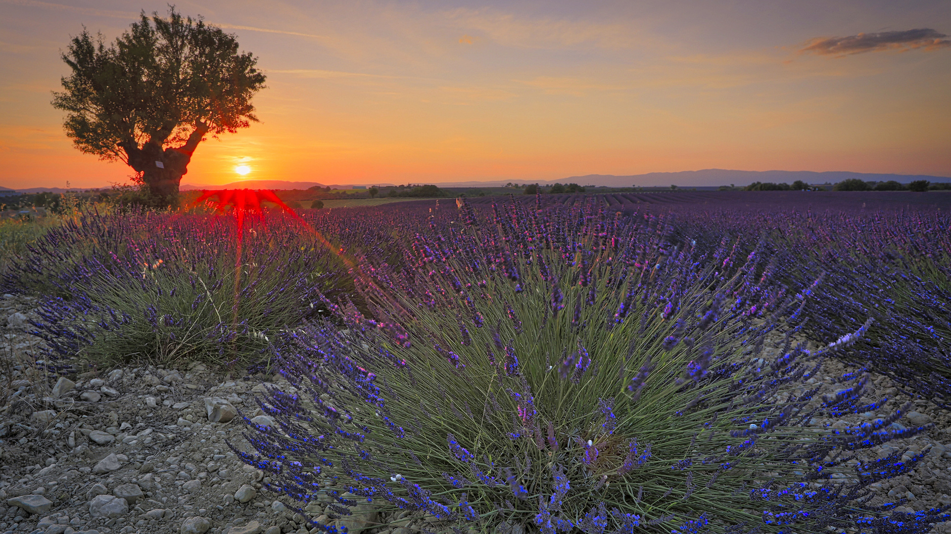 Couché de soleil sur la lavande / Sonnenuntergang über Lavendel