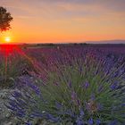 Couché de soleil sur la lavande / Sonnenuntergang über Lavendel