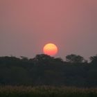 couché de soleil sur le serengeti