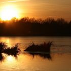 Couché de soleil sur l'etang