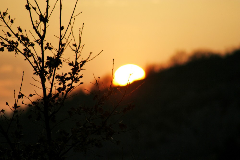 Couché de soleil sur un chêne