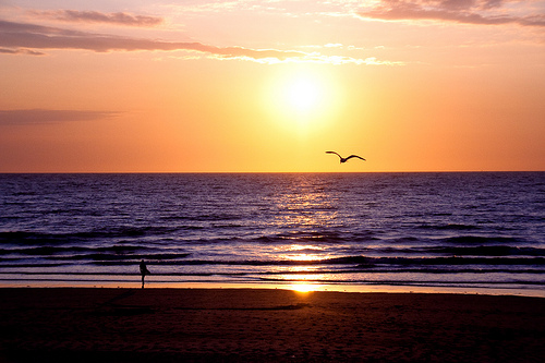 Couché de soleil, surfer et mouette au vent ...