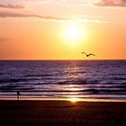 Couché de soleil, surfer et mouette au vent ...