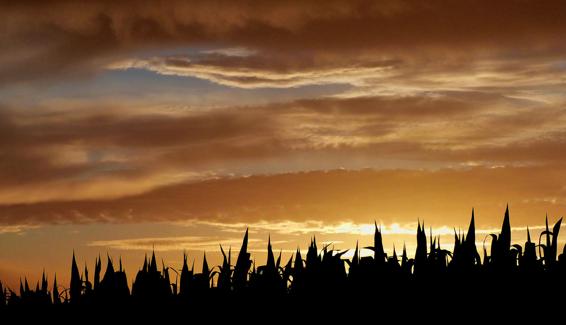 Coucher au dessus des maïs.