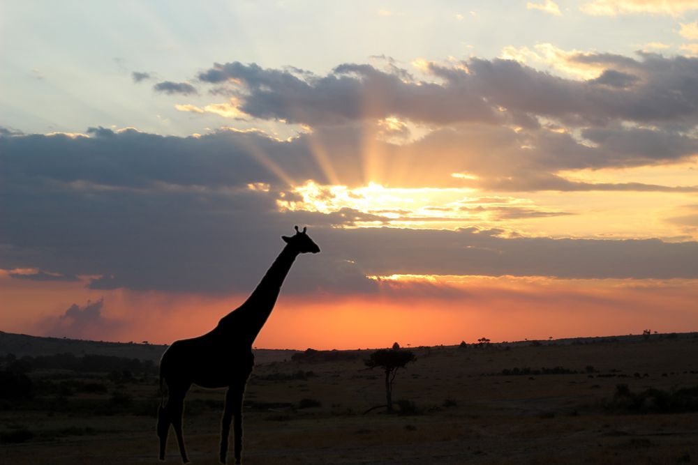 coucher de soleil au Masai Mara