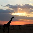 coucher de soleil au Masai Mara