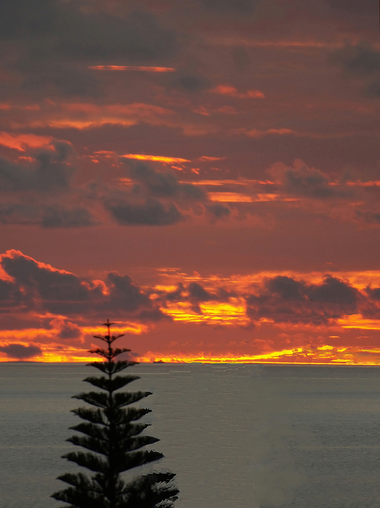 Coucher de soleil au pin colonnaire - Nouméa - Sonnenuntergang mit Säulen-Araukarie