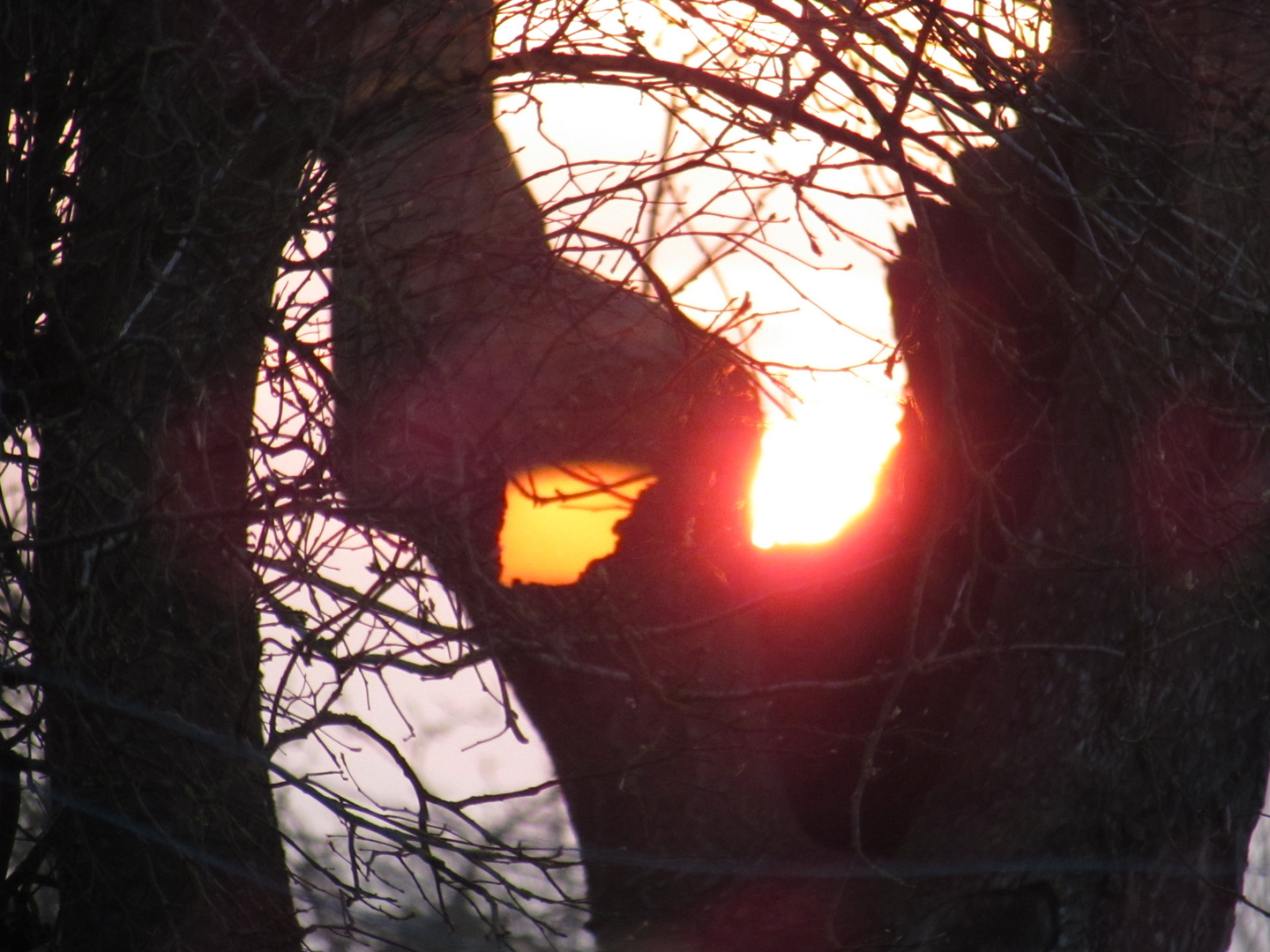 ..Coucher de soleil, au travers de l'arbre creux...