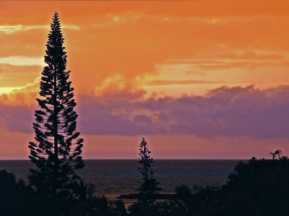 Coucher de soleil aux pins colonnaires  --  Sonnenuntergang mit Araucaria columnaris 