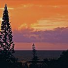 Coucher de soleil aux pins colonnaires  --  Sonnenuntergang mit Araucaria columnaris 