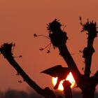 coucher de soleil avec un corbeaux