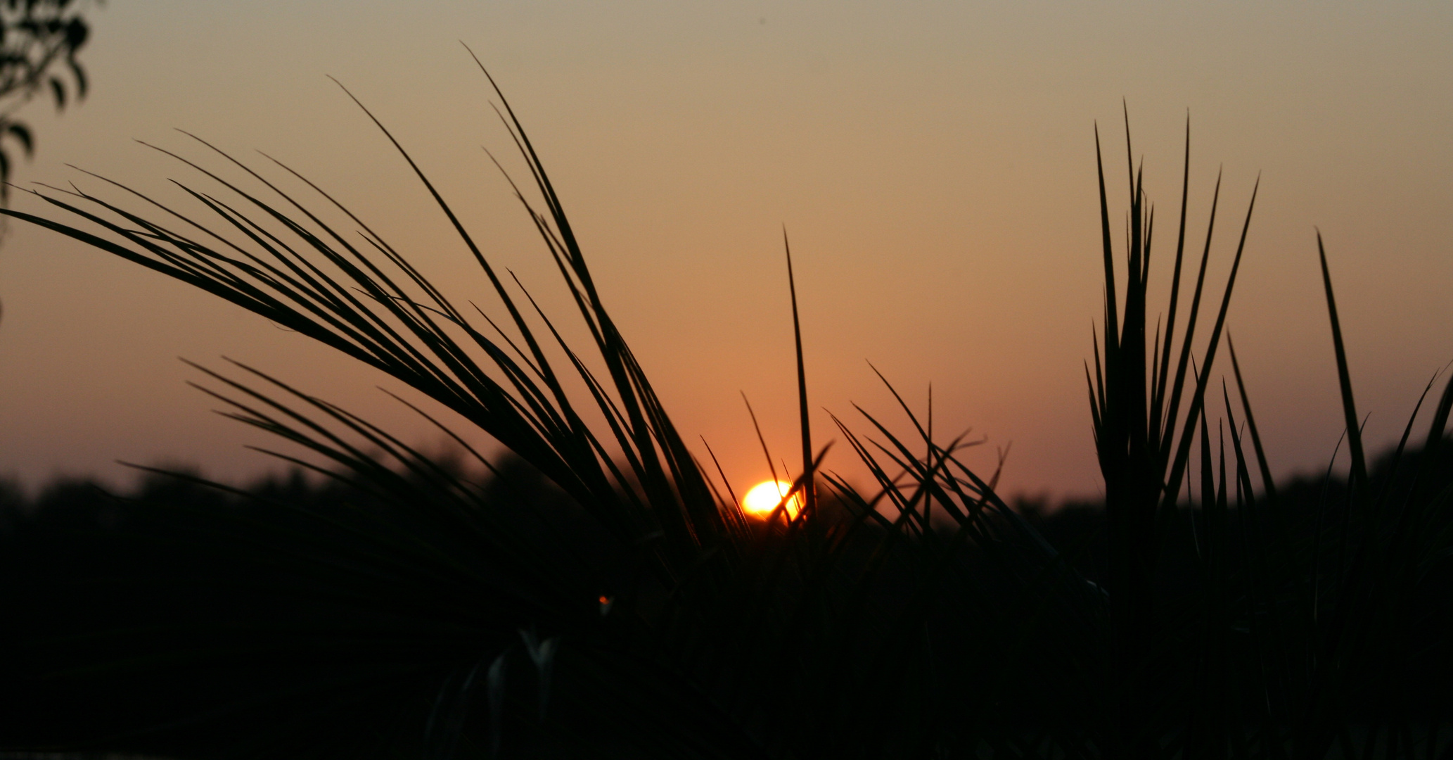 coucher de soleil contre jour palmier