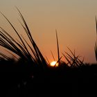 coucher de soleil contre jour palmier