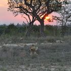 coucher de soleil dans la savane