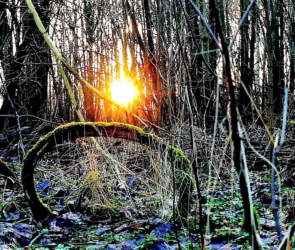 Coucher de soleil dans le bois d'omiécourt