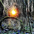 Coucher de soleil dans le bois d'omiécourt