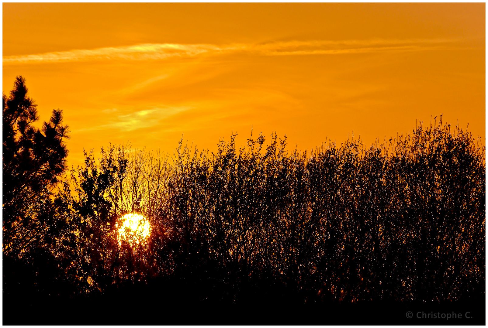 Coucher de soleil dans les arbres