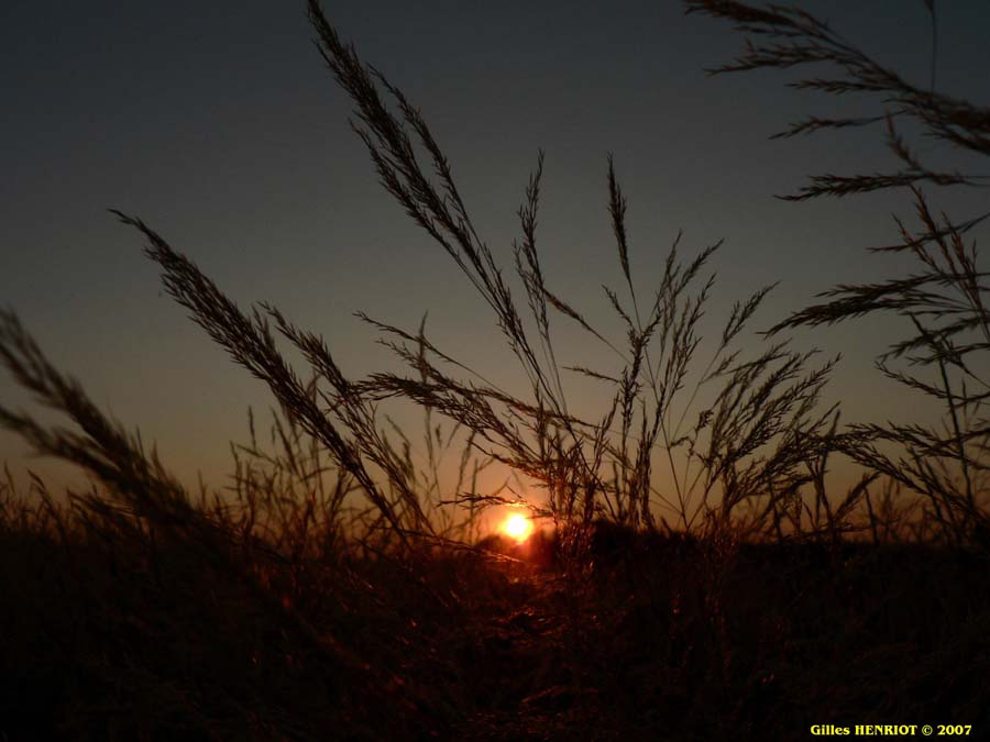 Coucher de soleil dans les champs.