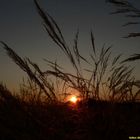 Coucher de soleil dans les champs.