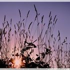 Coucher de soleil dans les herbes folles.