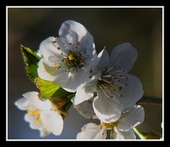 " Coucher de soleil éclairant les fleurs de mon cerisier "