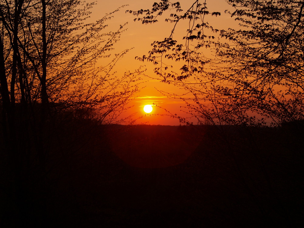 coucher de soleil en foret