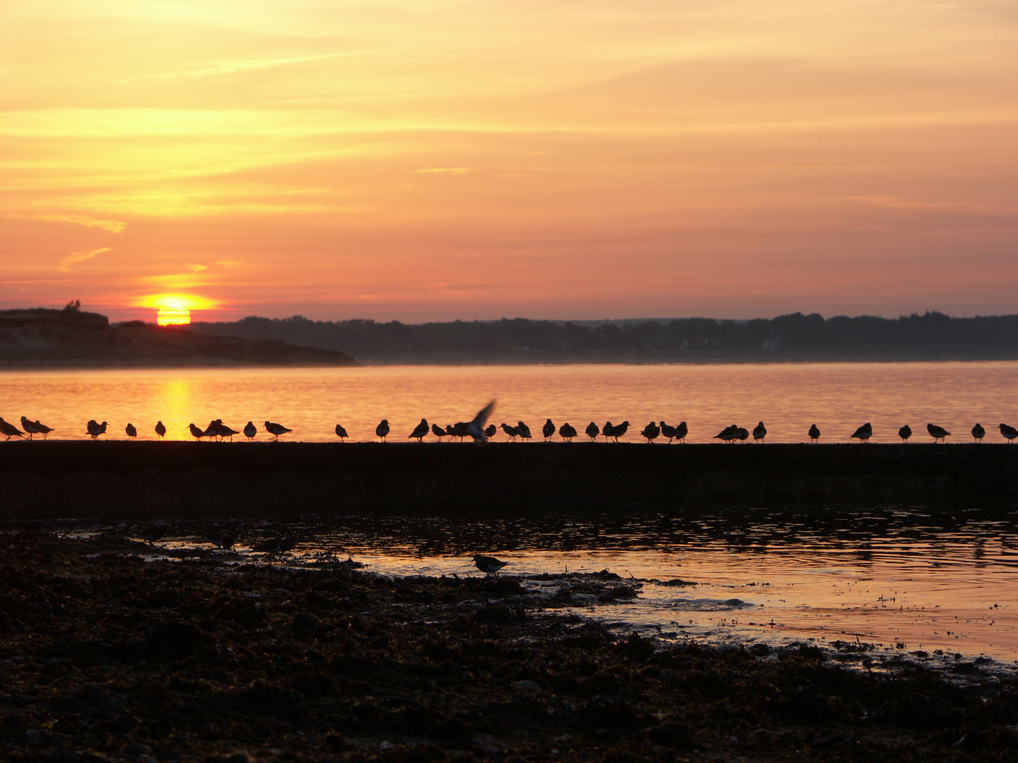 Coucher de soleil  et ses mouettes