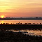 Coucher de soleil  et ses mouettes