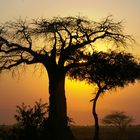 Coucher de soleil, parc du Tarangire, Tanzanie