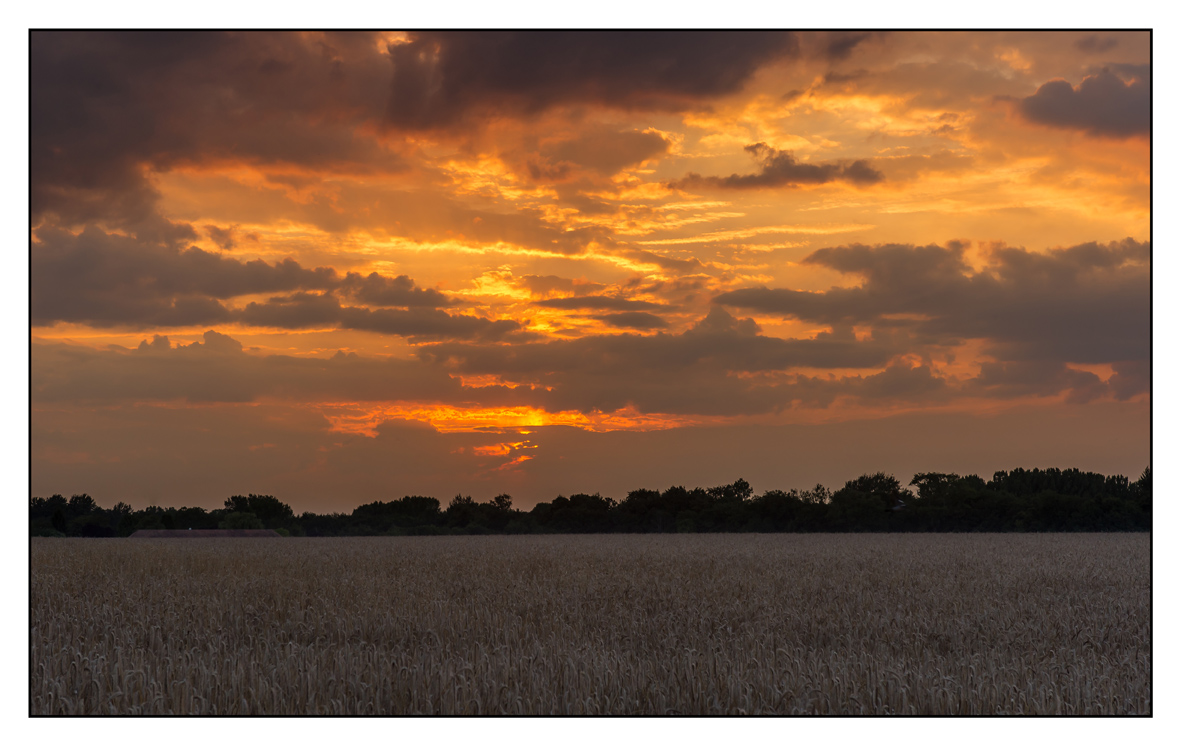 Coucher de soleil sur champ de blé