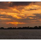 Coucher de soleil sur champ de blé