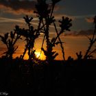 coucher de soleil sur chardons